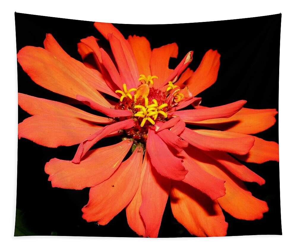 Zinnia Tapestry featuring the photograph Fiery Explosion Of Colors by Kim Galluzzo