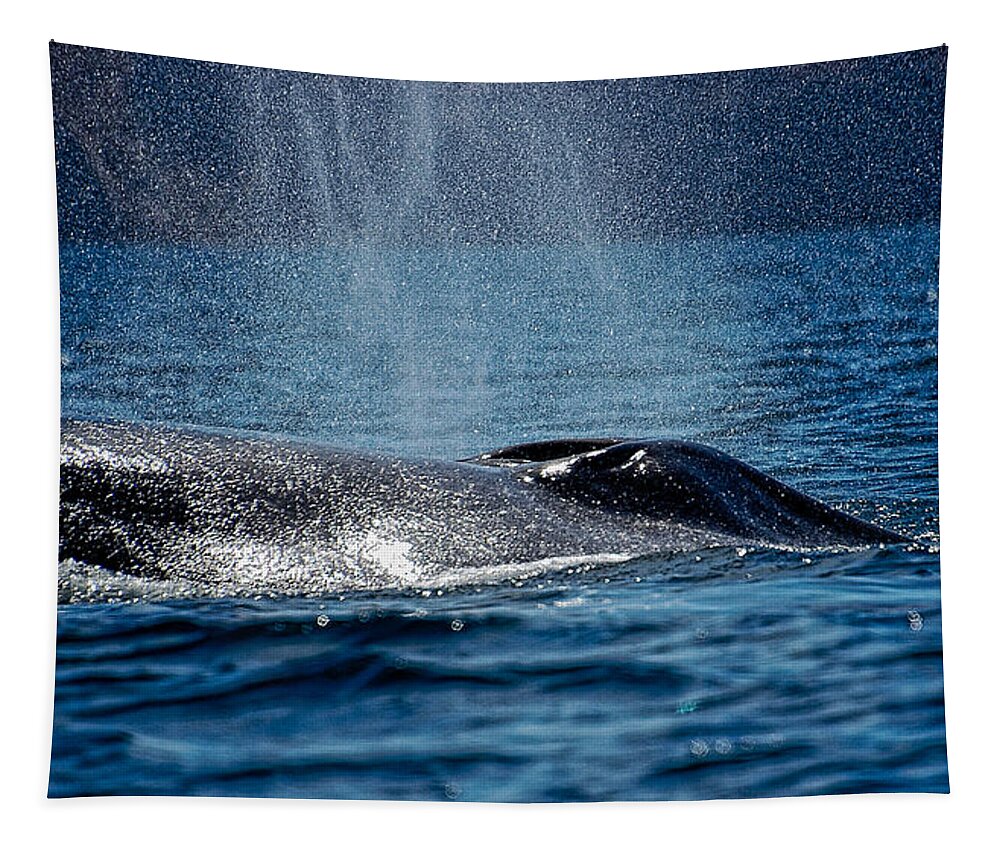 Whale Tapestry featuring the photograph Fin Whale Spouting by Don Schwartz