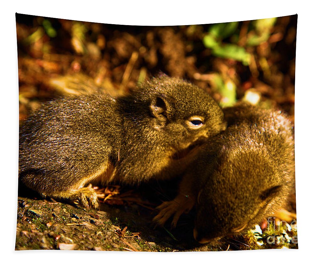 Douglas Squirrels Tapestry featuring the photograph Finding Our Way by Adam Jewell