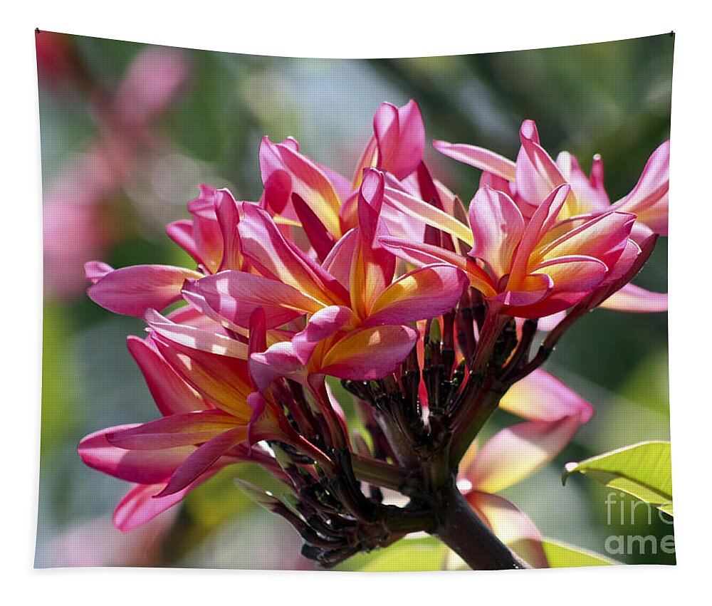 Flower Tapestry featuring the photograph Frangipani Delight by Teresa Zieba