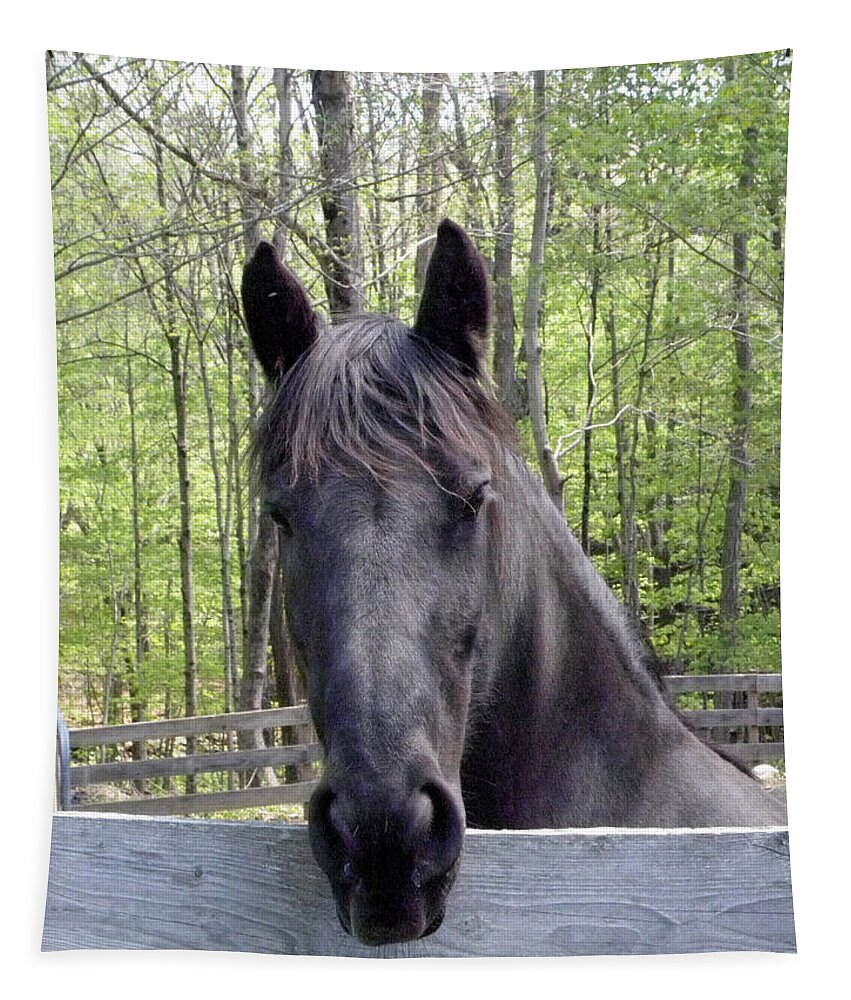 Friesian Horse Tapestry featuring the photograph Friesian alert by Kim Galluzzo Wozniak