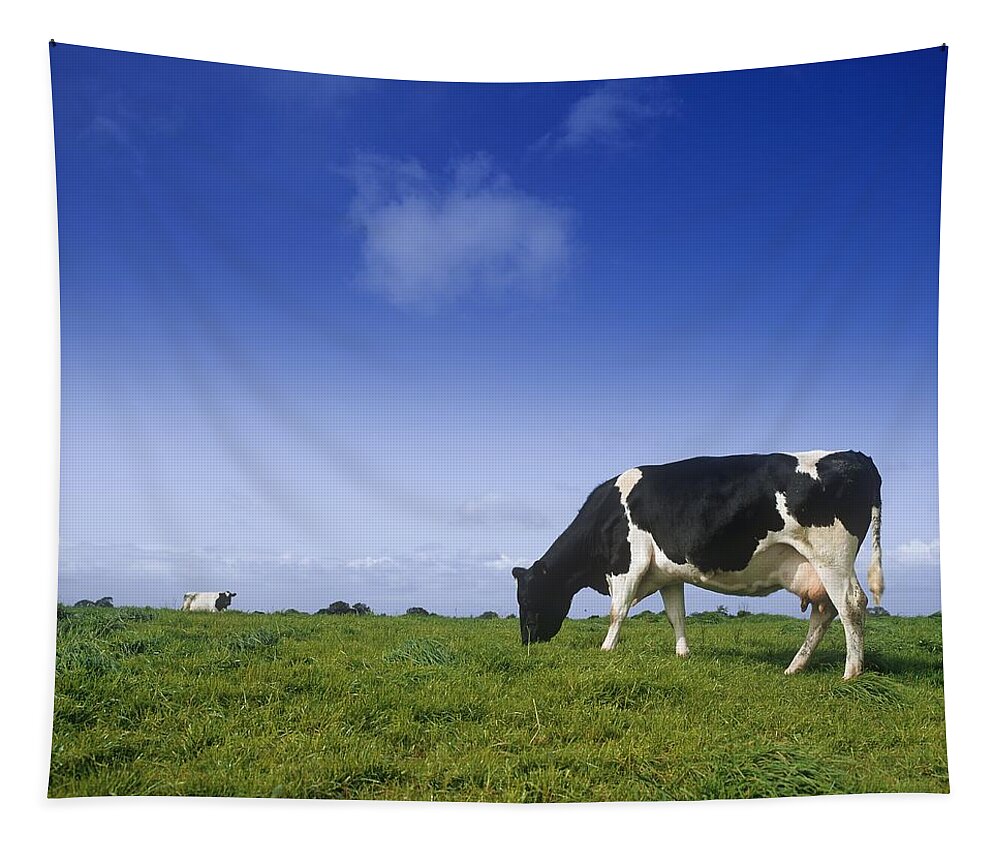 Animal Themes Tapestry featuring the photograph Friesian Cow Grazing In A Field by The Irish Image Collection 