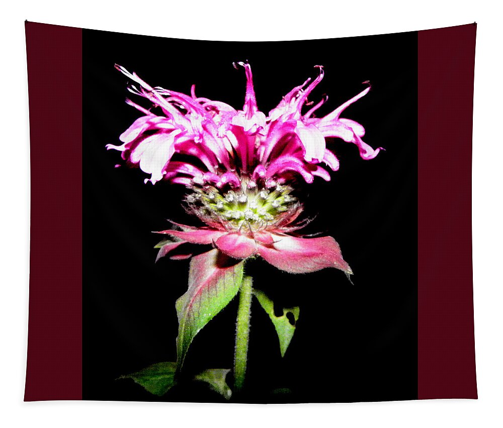 Frilly Tapestry featuring the photograph Frill At Night by Kim Galluzzo