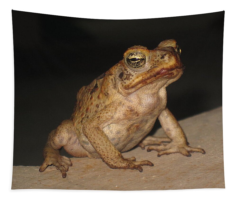 Frog Tapestry featuring the photograph Frog on a wall. By night. by Christopher Rowlands