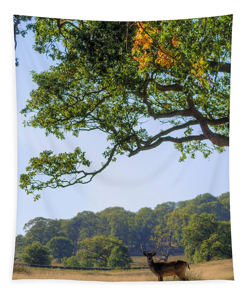 Fallow Deer Tapestry featuring the photograph From A Distance by Yhun Suarez