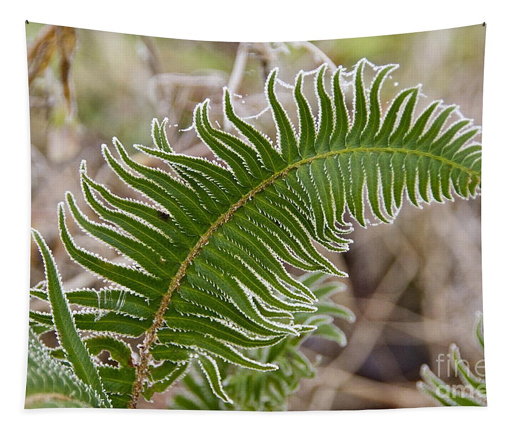 Photography Tapestry featuring the photograph Frosted Fern by Sean Griffin
