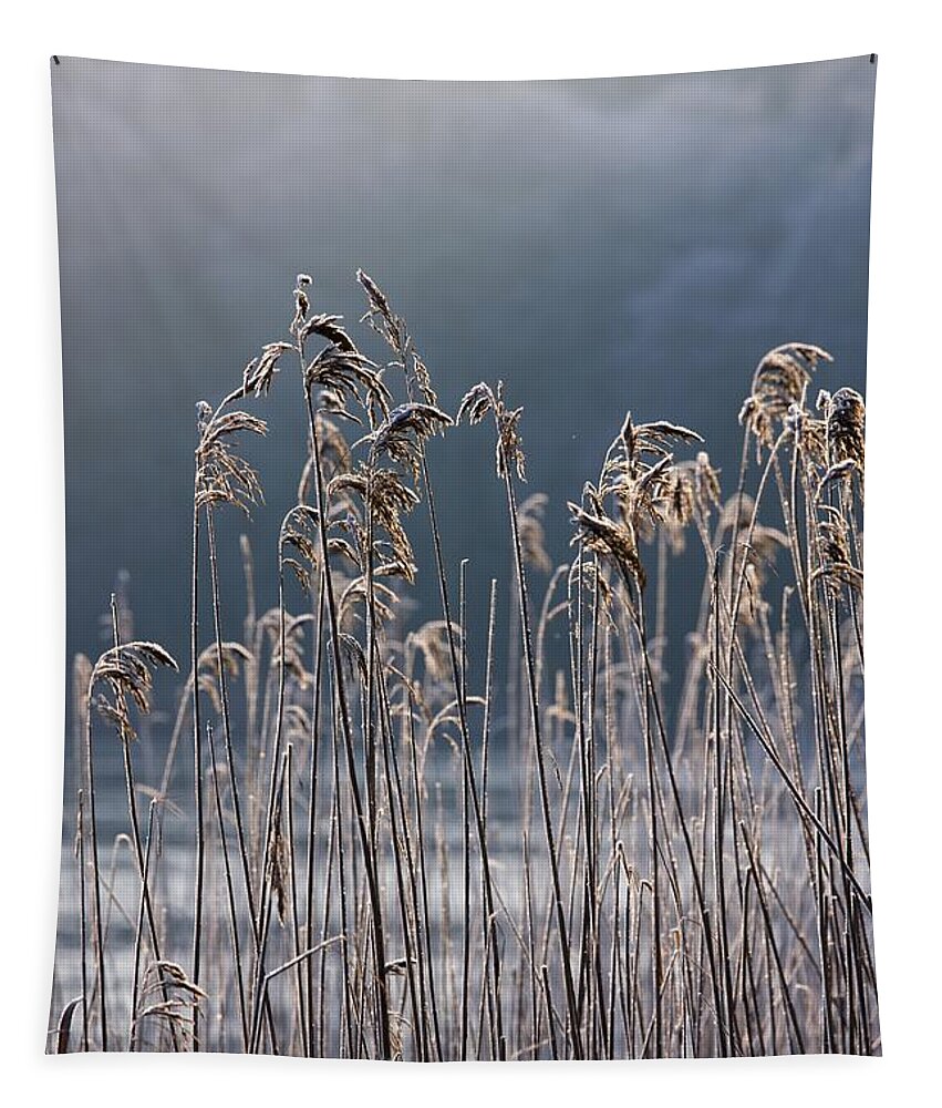 Cold Temperature Tapestry featuring the photograph Frozen Reeds At The Shore Of A Lake by John Short