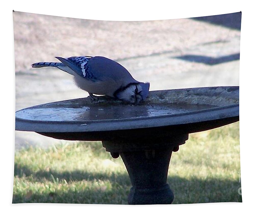 Blue Jay Tapestry featuring the photograph Frustration by Dorrene BrownButterfield