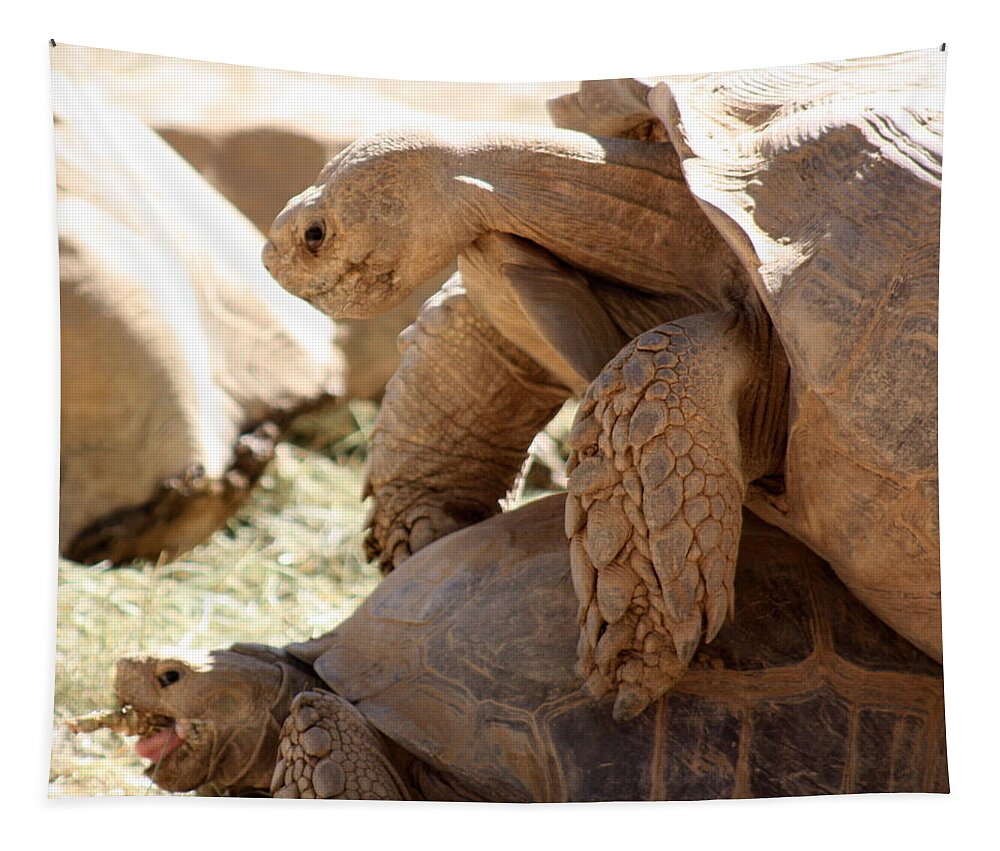 Tortoise Tapestry featuring the photograph Get a room by Kim Galluzzo Wozniak