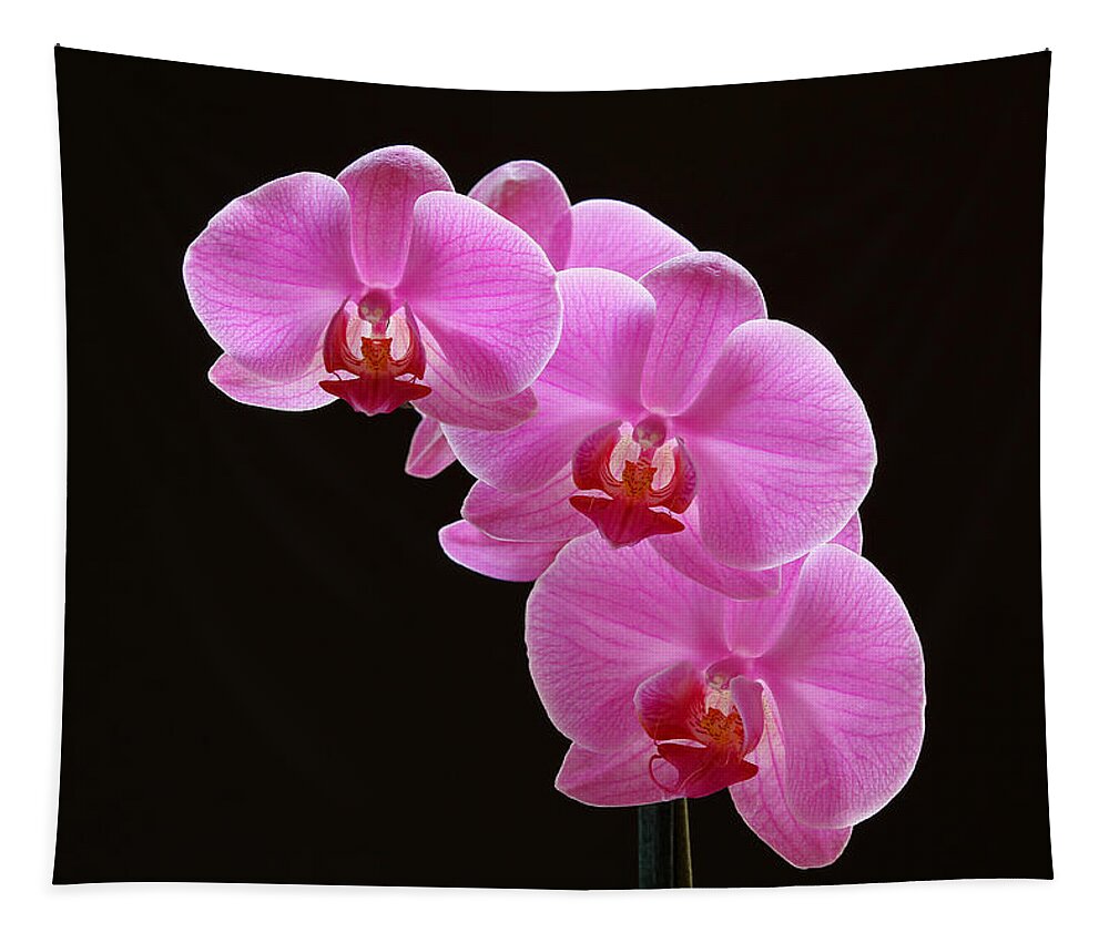 Orchid Tapestry featuring the photograph Glorious Pink Orchids by Juergen Roth