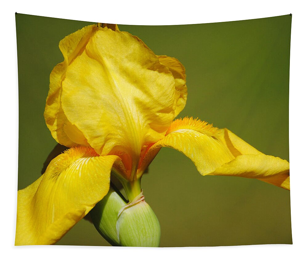 Beautiful Iris Tapestry featuring the photograph Golden Yellow Iris by Jai Johnson