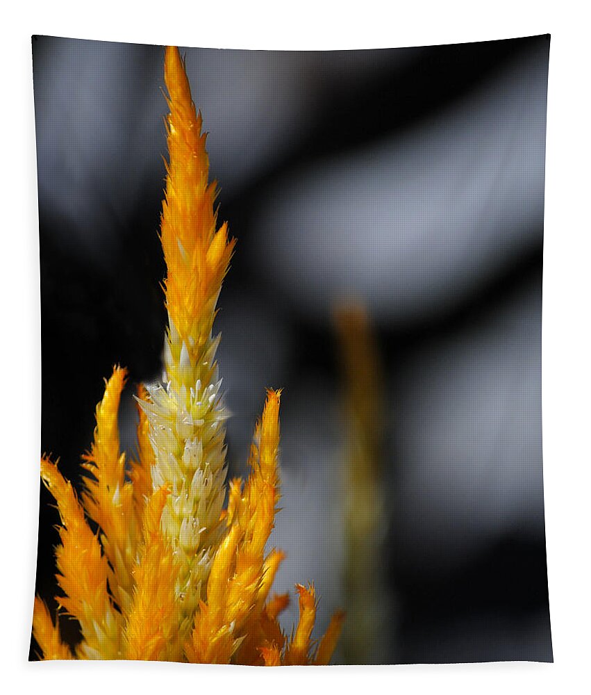 Black Tapestry featuring the photograph Goldenrod by Jai Johnson