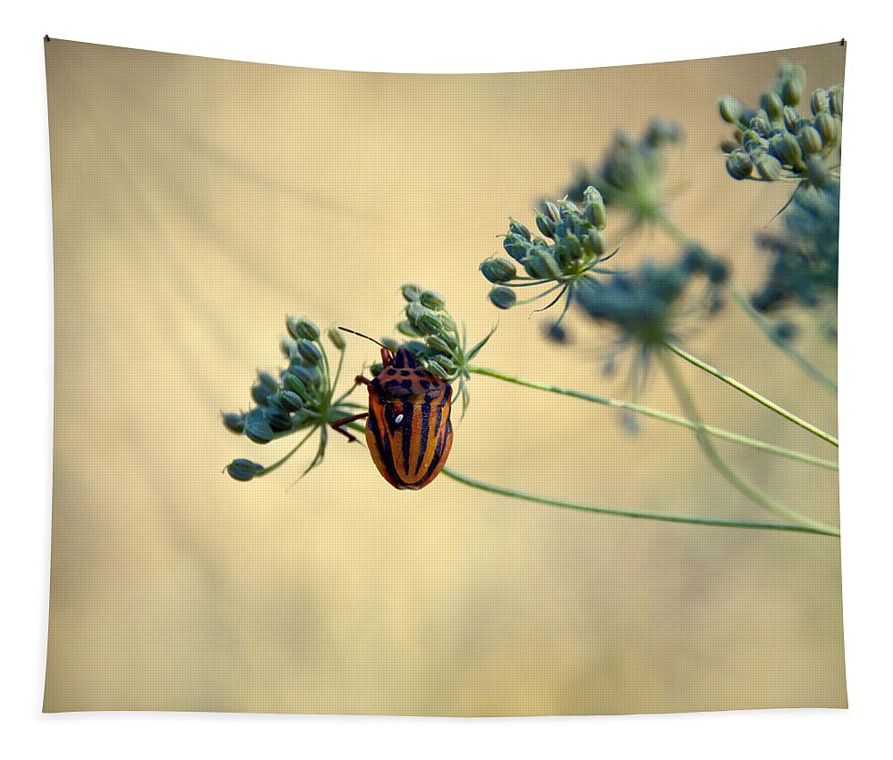 Animal Tapestry featuring the photograph Graphosoma lineatum by Stelios Kleanthous