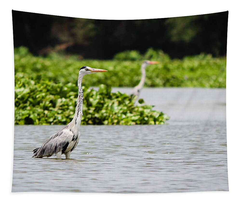 Grey Heron Tapestry featuring the photograph Grey Heron by SAURAVphoto Online Store