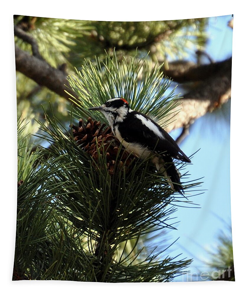 Woodpecker Tapestry featuring the photograph Hairy Woodpecker on Pine Cone by Dorrene BrownButterfield