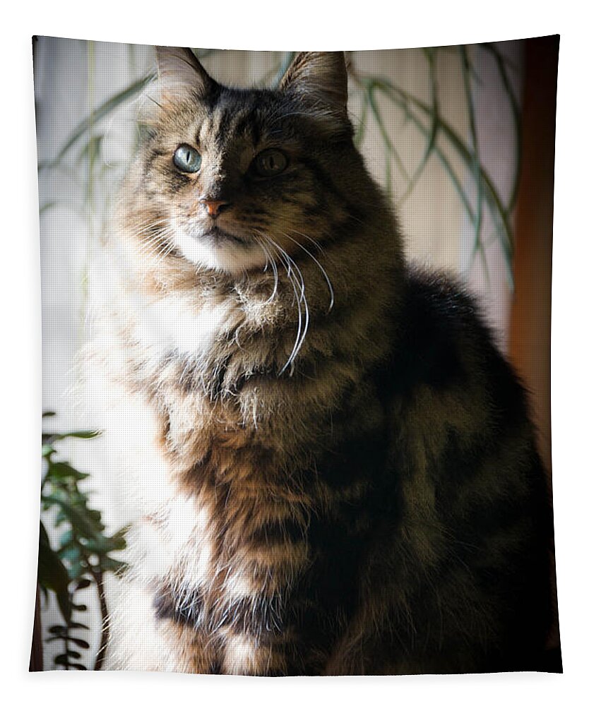 Cat Tapestry featuring the photograph Harvey Wallbanger by Trish Tritz