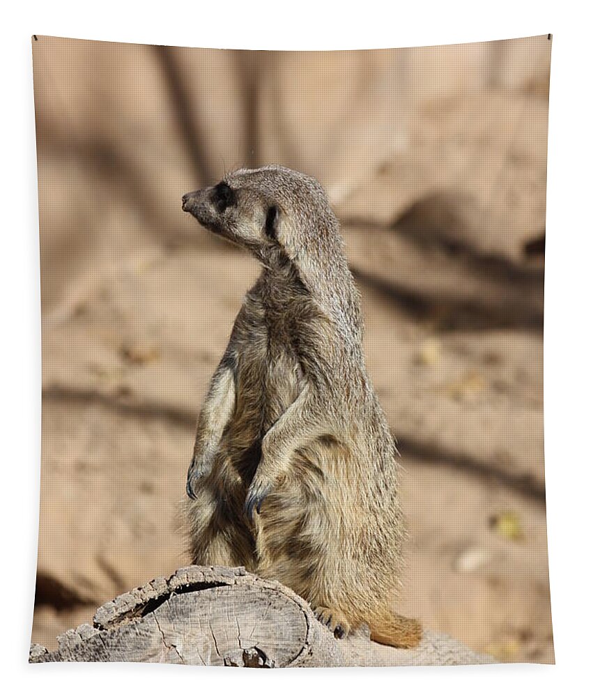 Meerkat Tapestry featuring the photograph He Went That Way by Kim Galluzzo Wozniak