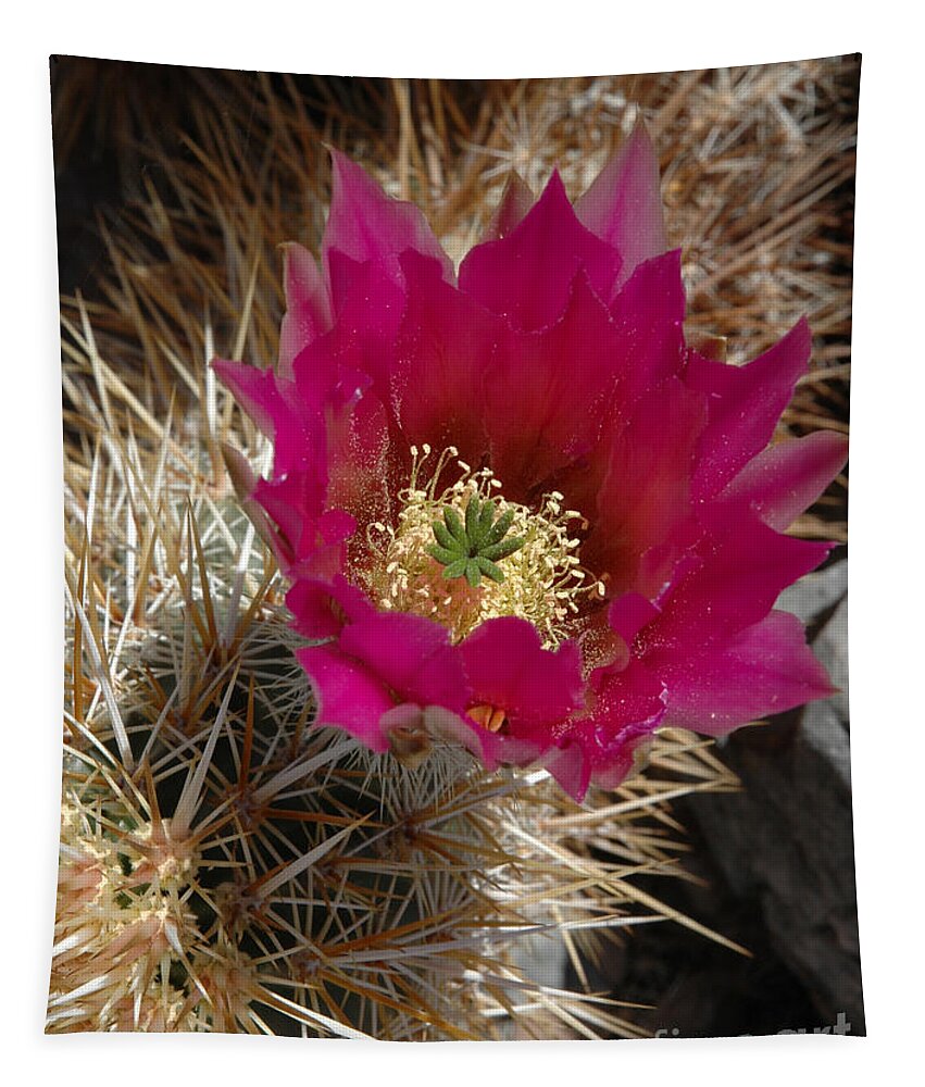Hedgehog Cactus Tapestry featuring the photograph Hedgehog Cactus by Vivian Christopher