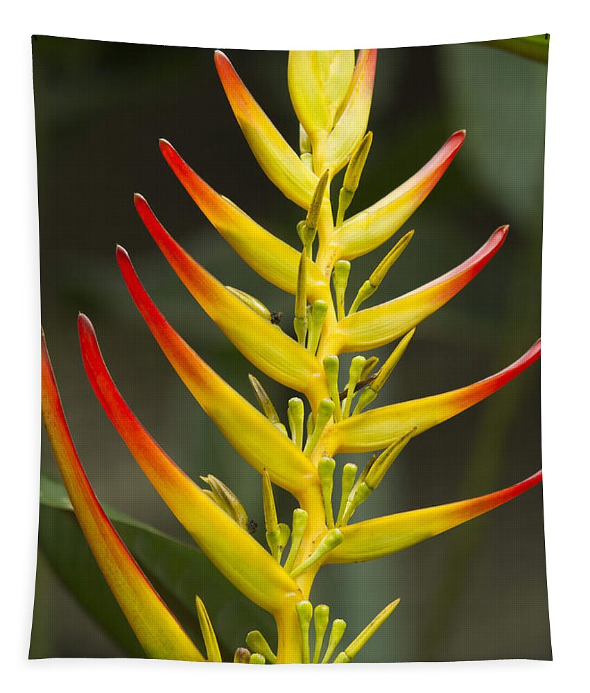 Heliconia Tapestry featuring the photograph Heliconia Gloriosa by Heiko Koehrer-Wagner