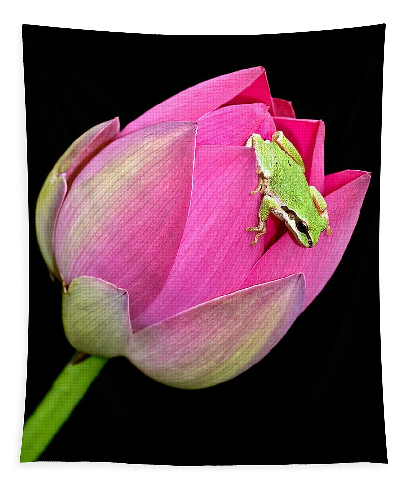 Amphibians Tapestry featuring the photograph Hitchhiker by Jean Noren