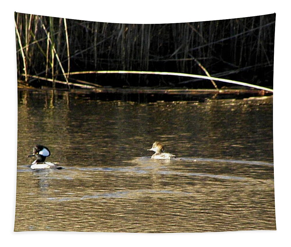 Hooded Tapestry featuring the photograph Hooded Mergansers by Kim Galluzzo