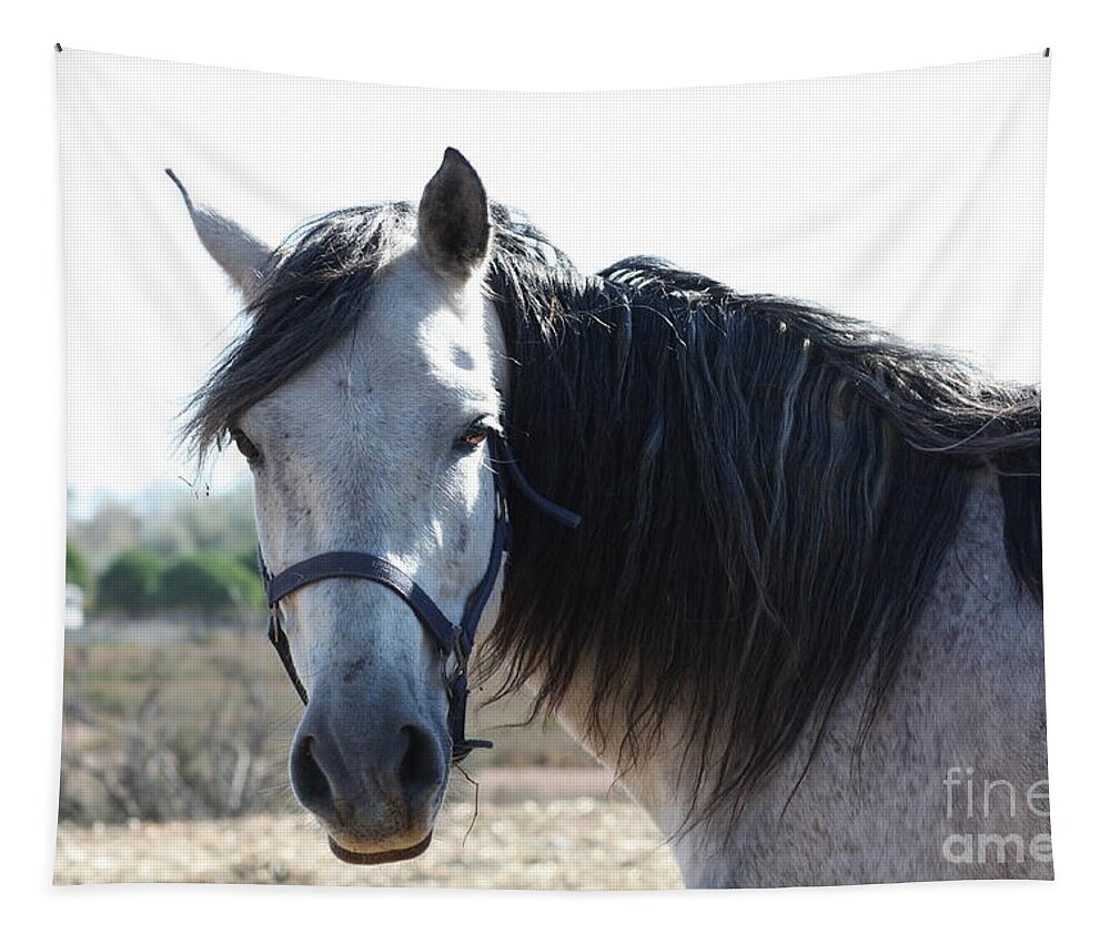 Horse Tapestry featuring the photograph Horse with a look by Rogerio Mariani