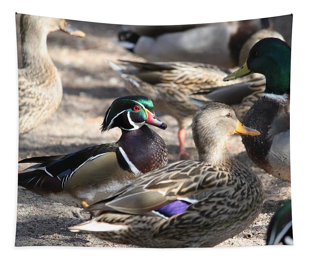 Wood Duck Tapestry featuring the photograph I Found Waldo by Amy Gallagher