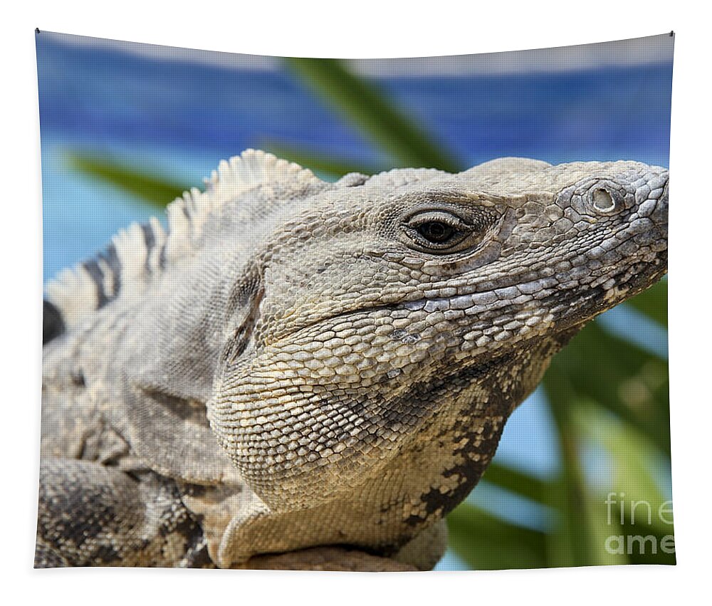 Animal Tapestry featuring the photograph Iguana by Teresa Zieba