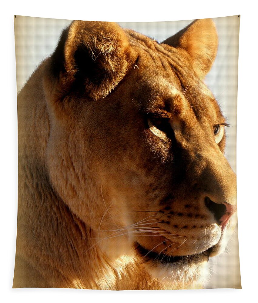 Lion Tapestry featuring the photograph In a stare down by Kim Galluzzo
