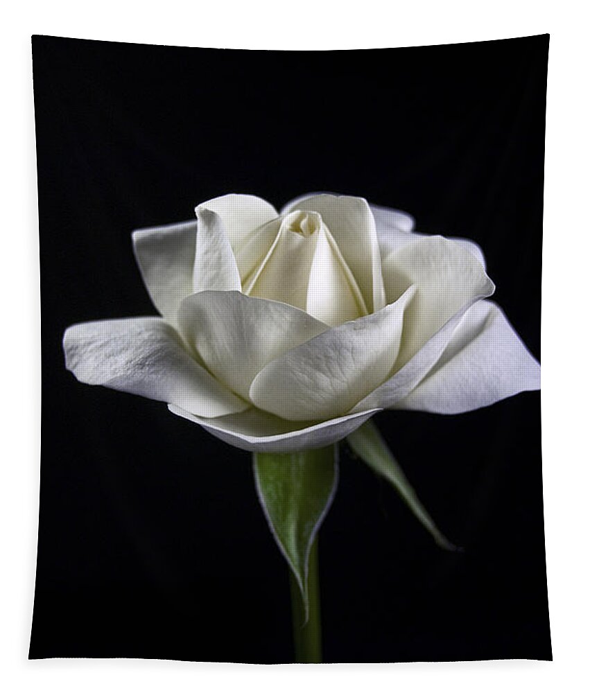 White Rose Tapestry featuring the photograph Innocence by Elsa Santoro