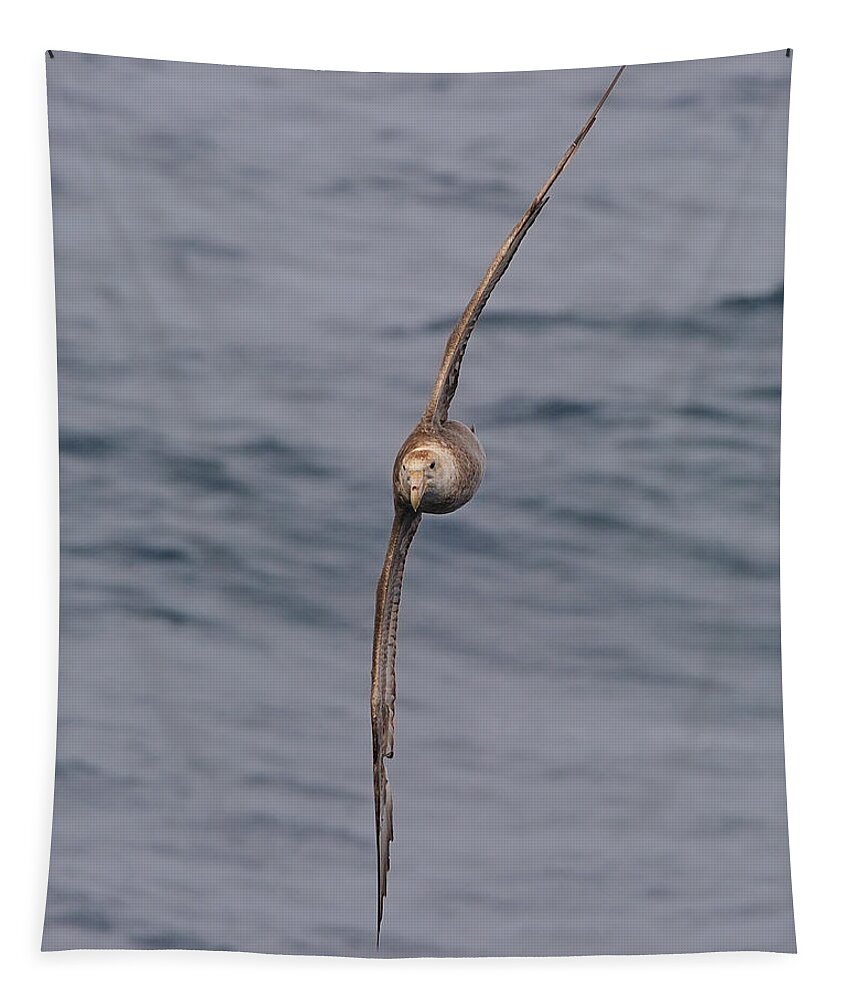 Southern Giant Petrel (macronectes Giganteus) Tapestry featuring the photograph Into The Wind by Tony Beck