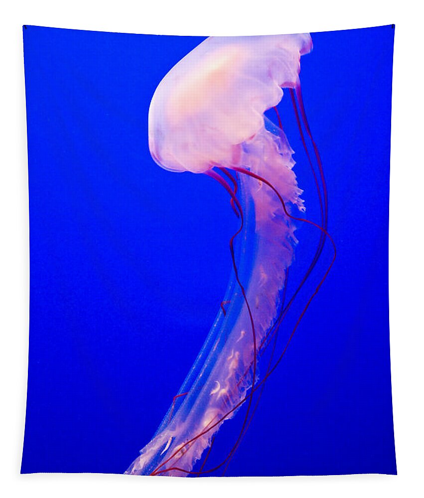 Jellyfish Tapestry featuring the photograph Jellyfish by Shane Kelly