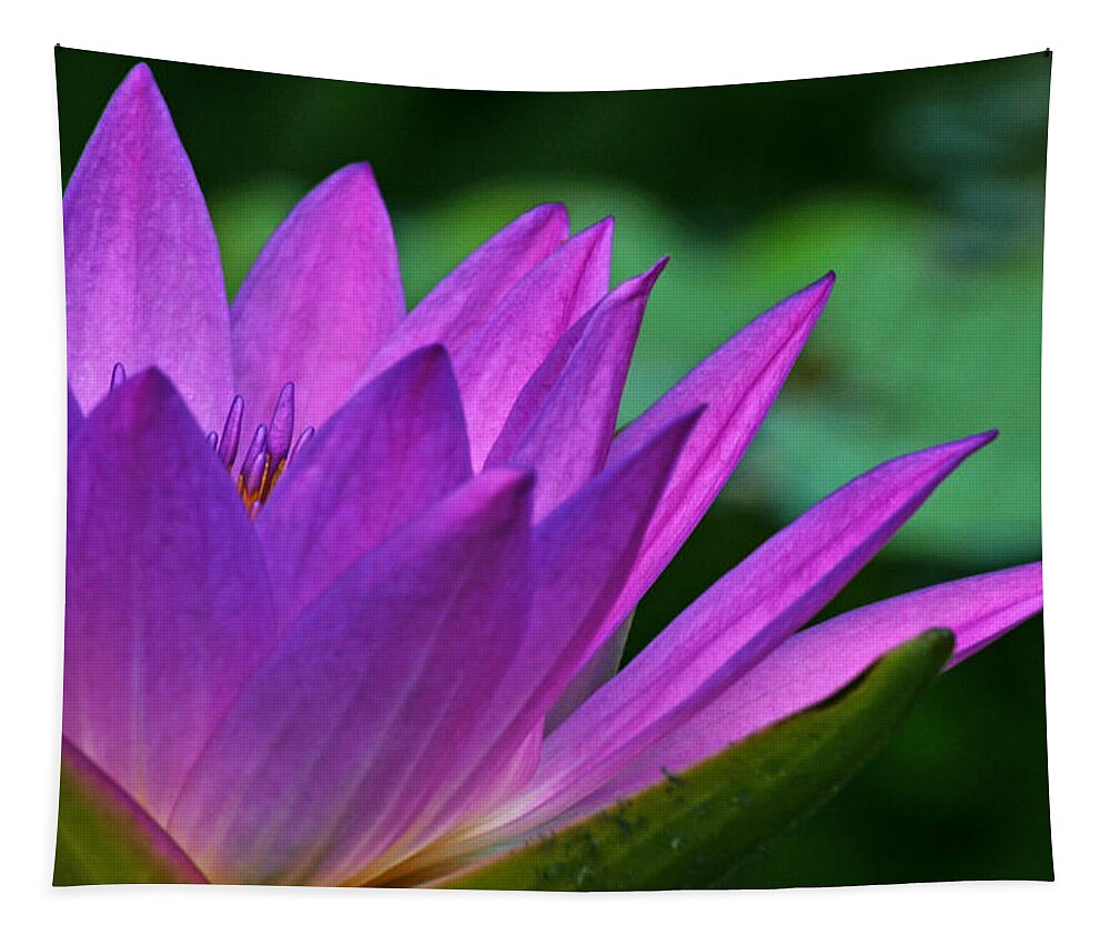 Waterlily Tapestry featuring the photograph Just A Dream by Melanie Moraga