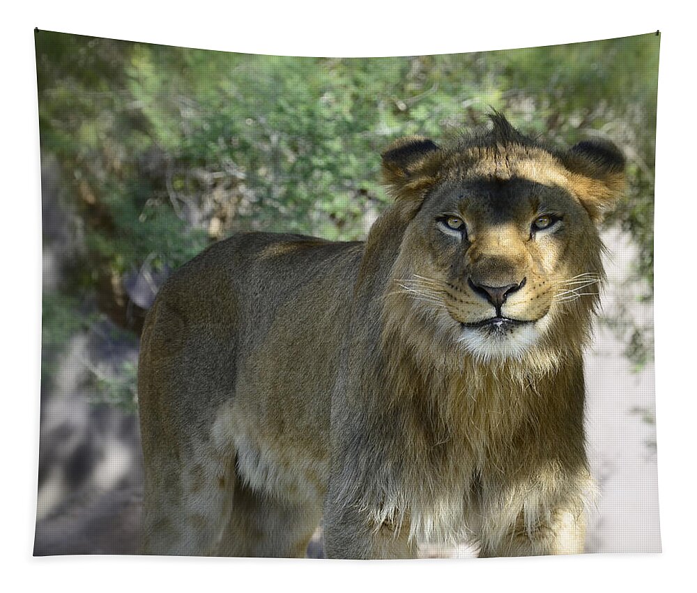 African Lion Tapestry featuring the photograph Just Smile by Saija Lehtonen