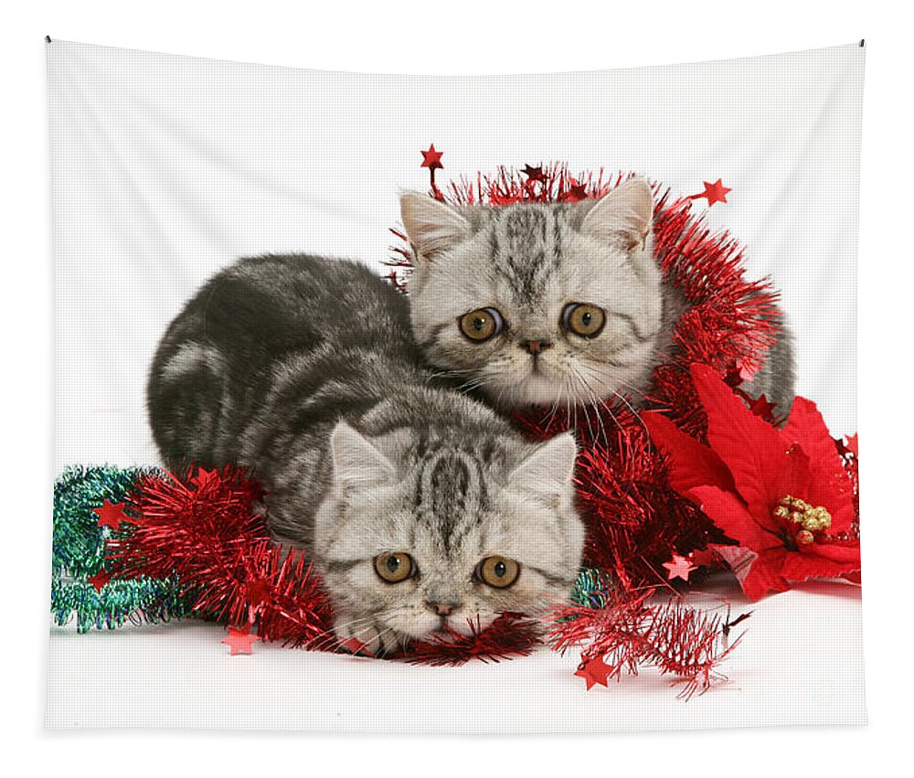 Animal Tapestry featuring the photograph Kittens With Tinsel by Jane Burton