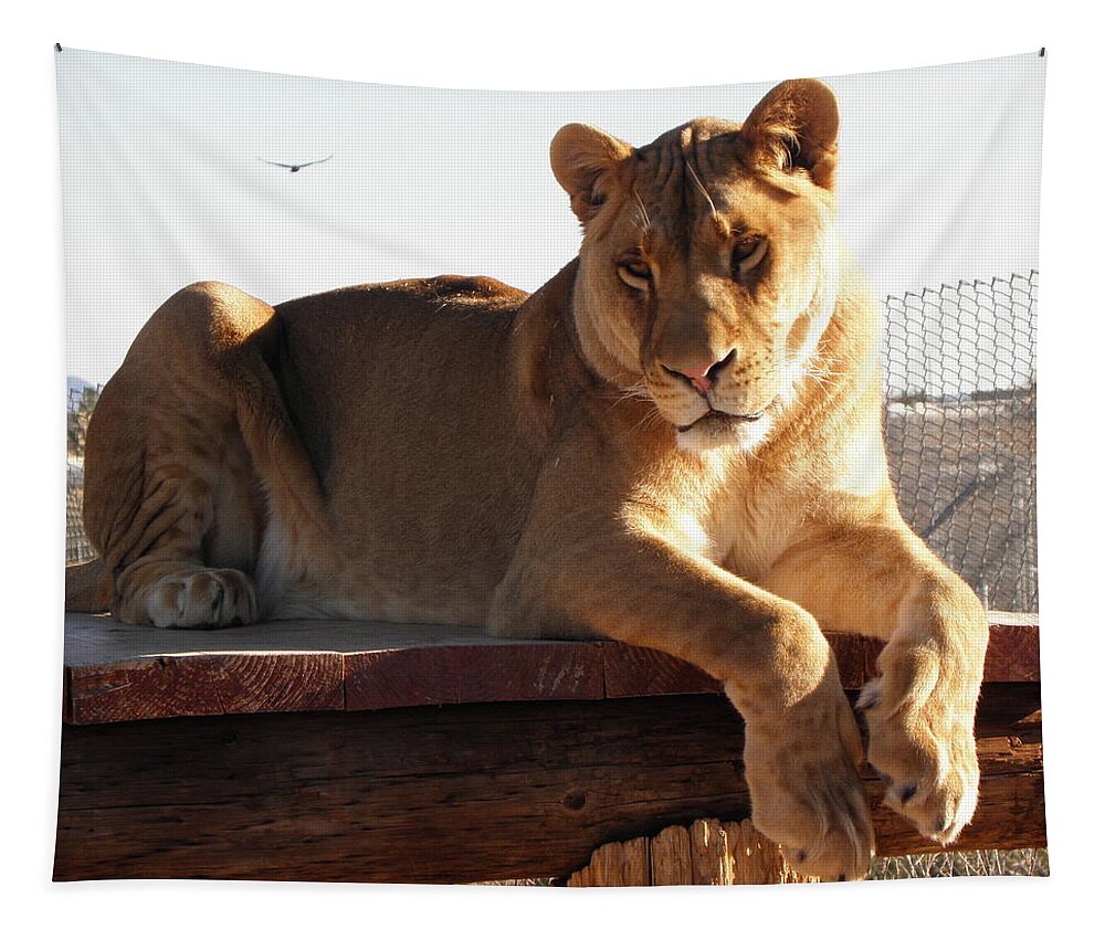 Lion Tapestry featuring the photograph Kumba the Lion by Kim Galluzzo
