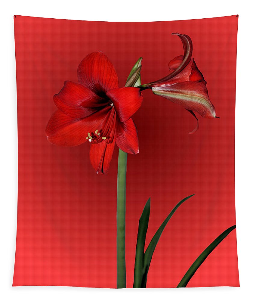 Amaryllis Tapestry featuring the photograph Lady in Red by Kristin Elmquist