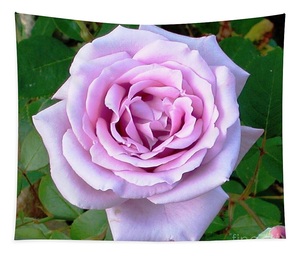 Rose Tapestry featuring the photograph Lavendar Rose by Alys Caviness-Gober