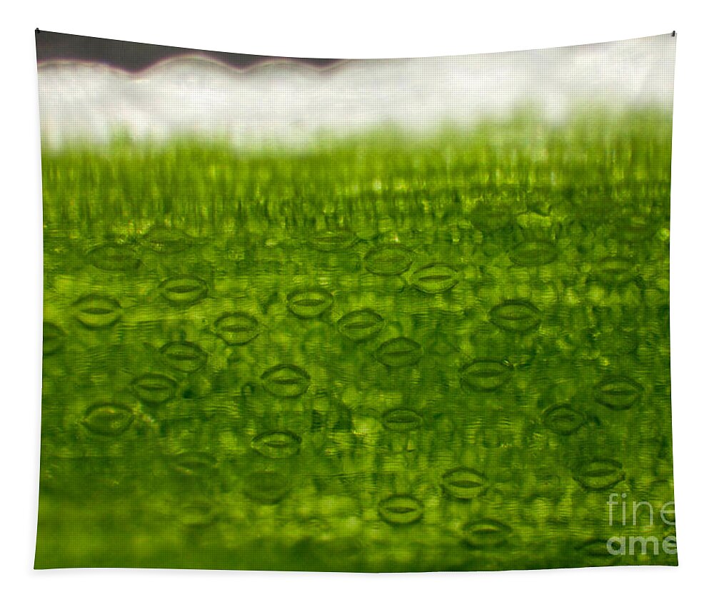 Epidermis Tapestry featuring the photograph Leaf Stomata, Lm by Ted Kinsman