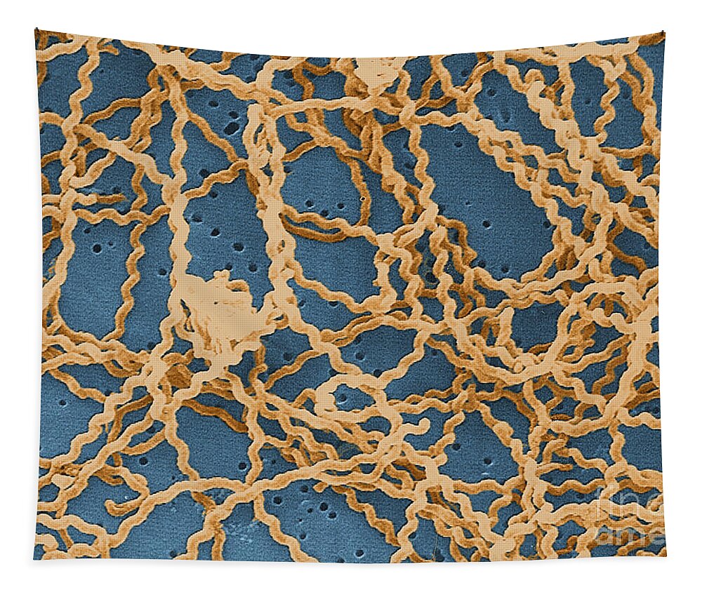 Spirochete Tapestry featuring the photograph Leptospira by Science Source