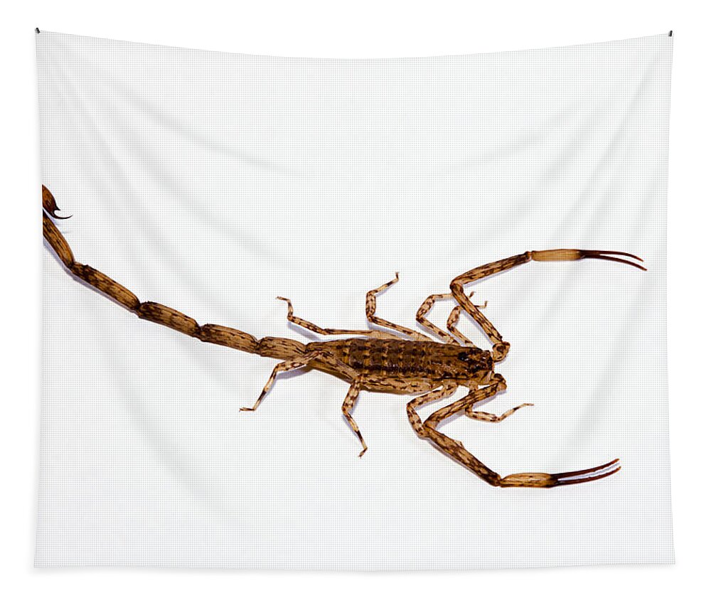 Aggressive Tapestry featuring the photograph Lesser Brown Scorpion by Dave Fleetham