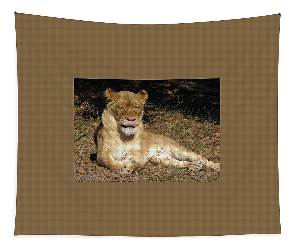 Lion Tapestry featuring the photograph Licking Lips by Kim Galluzzo