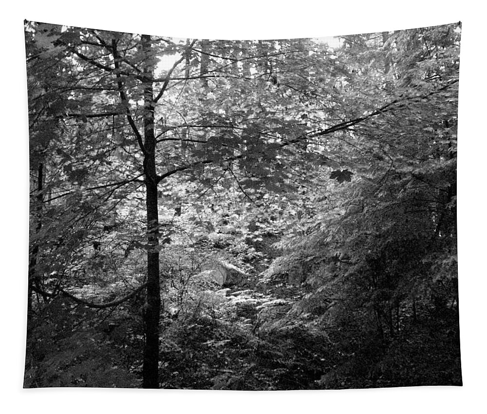 Woods Tapestry featuring the photograph Light in The Woods by Kathleen Grace