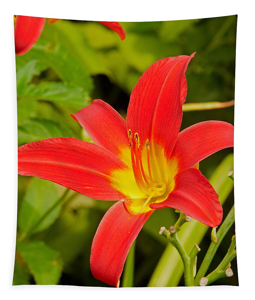 Brilliant Blooms Tapestry featuring the photograph Lilly by Paul Mangold