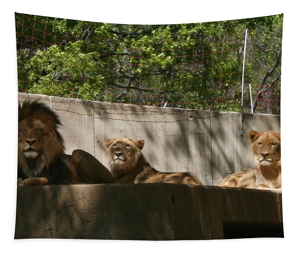 Lion Tapestry featuring the photograph Lion Around by Stacy C Bottoms