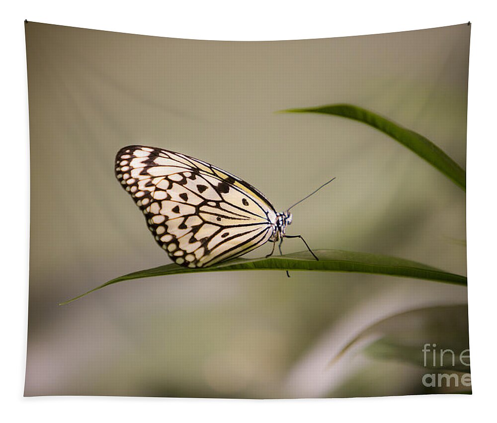 Butterfly Tapestry featuring the photograph Little Zebra by Leslie Leda