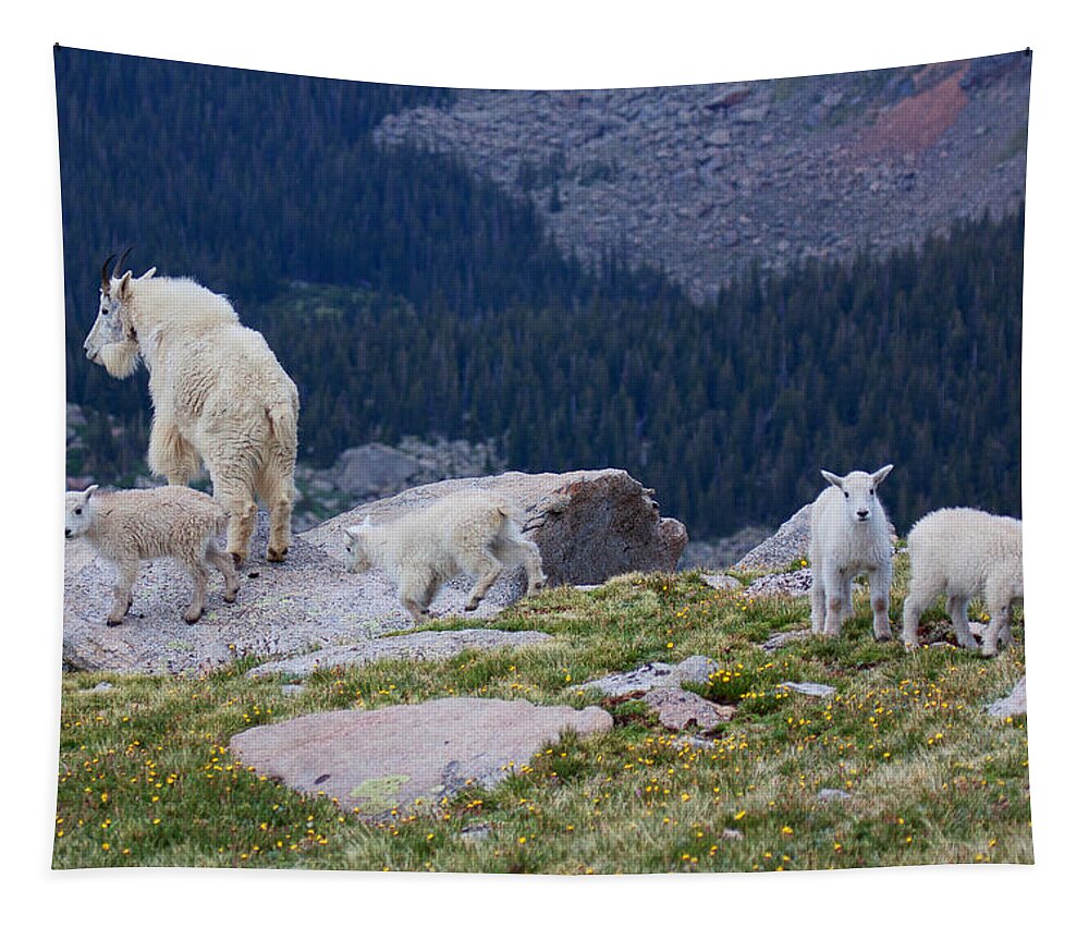 Mountain Goats; Posing; Group Photo; Baby Goat; Nature; Colorado; Crowd; Baby Goat; Mountain Goat Baby; Happy; Joy; Nature; Brothers Tapestry featuring the photograph Living on the Edge by Jim Garrison
