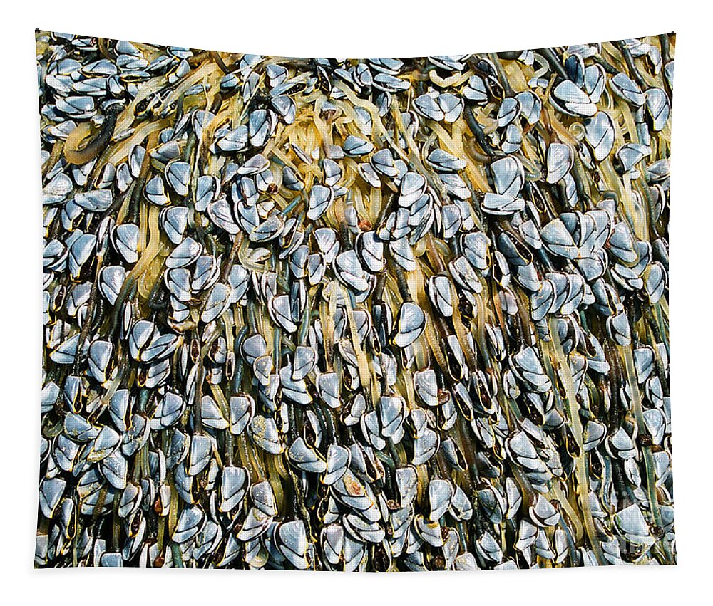 Muscles Tapestry featuring the photograph Log covered in Muscles by Randy Harris