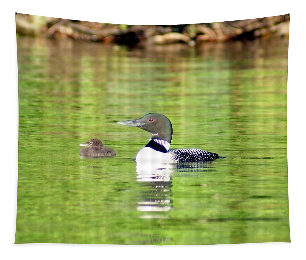 Wildlife Tapestry featuring the photograph Loons Big and Small by Steven Clipperton