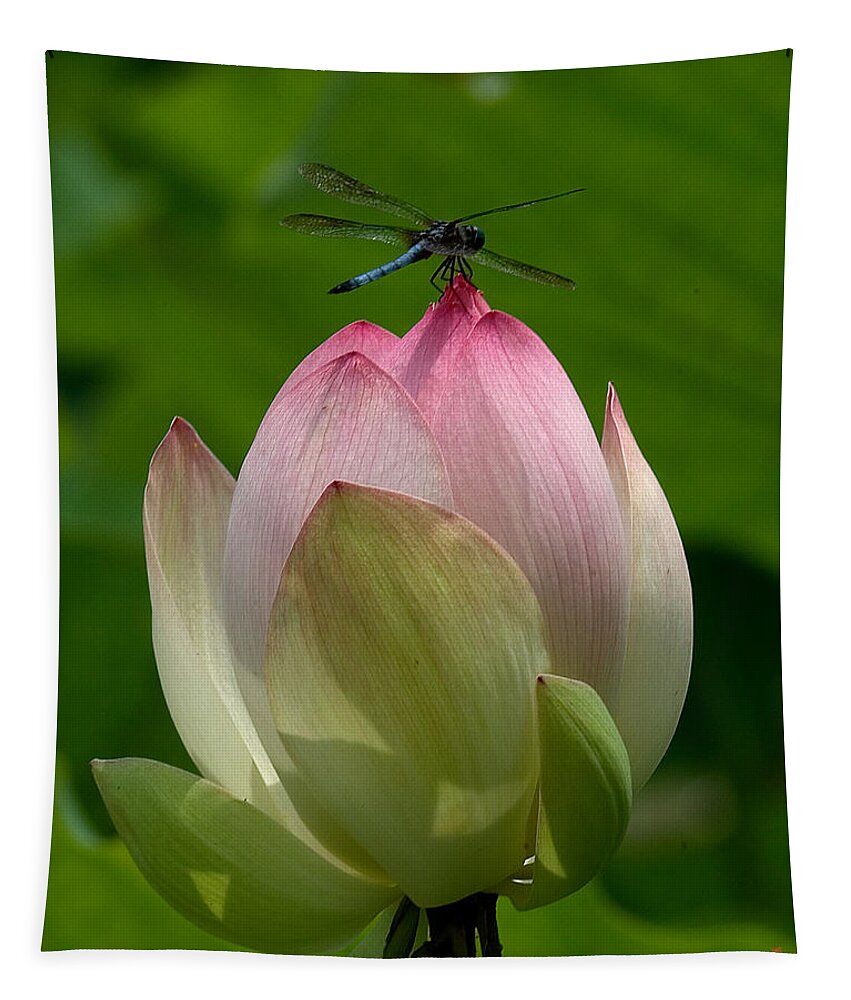 Nature Tapestry featuring the photograph Lotus Bud and Blue Dasher Dragonfly--Supporting Role DL019 by Gerry Gantt